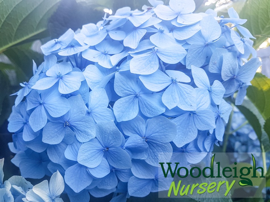 Hydrangea macrophylla Vibraye (Generale Vicomtesse de Vibraye)