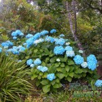 Hydrangea macrophylla Vibraye (Generale Vicomtesse de Vibraye)