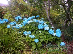 Hydrangea macrophylla Vibraye (Generale Vicomtesse de&nbsp;Vibraye)