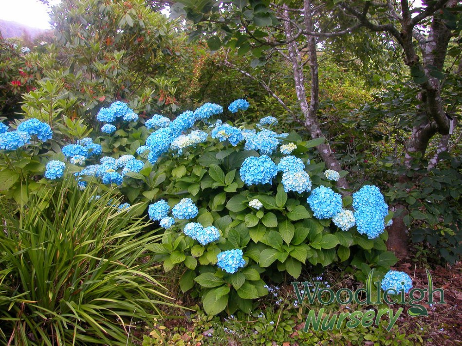 Hydrangea macrophylla Vibraye (Generale Vicomtesse de Vibraye)