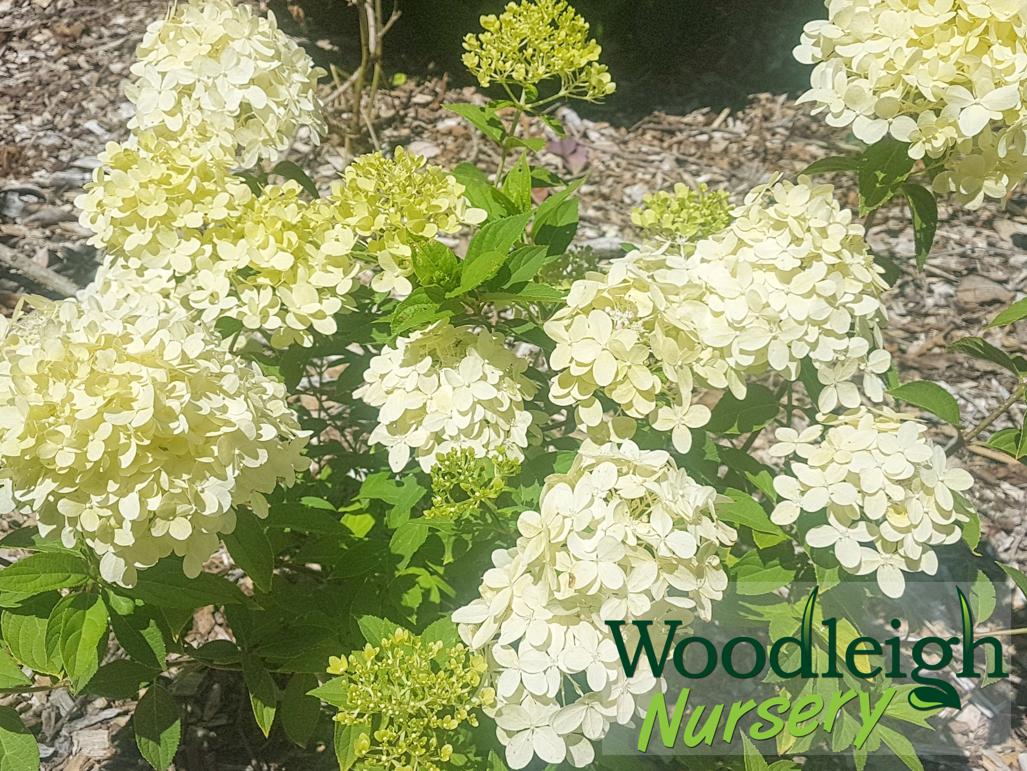 Hydrangea paniculata Bombshell (PVR)