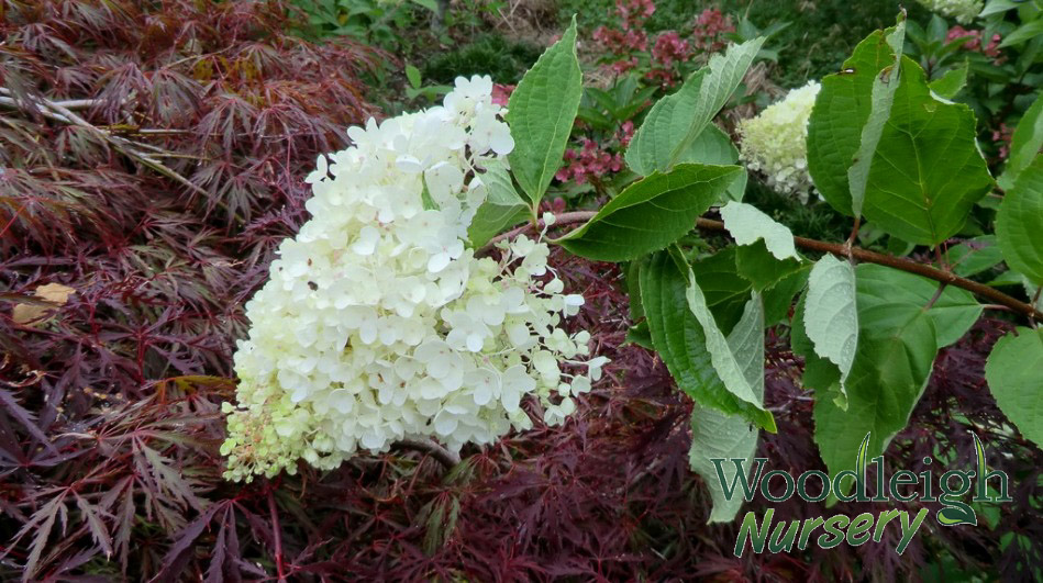 Hydrangea paniculata Grandiflora (PeeGee)