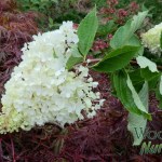 Hydrangea paniculata Grandiflora (PeeGee)