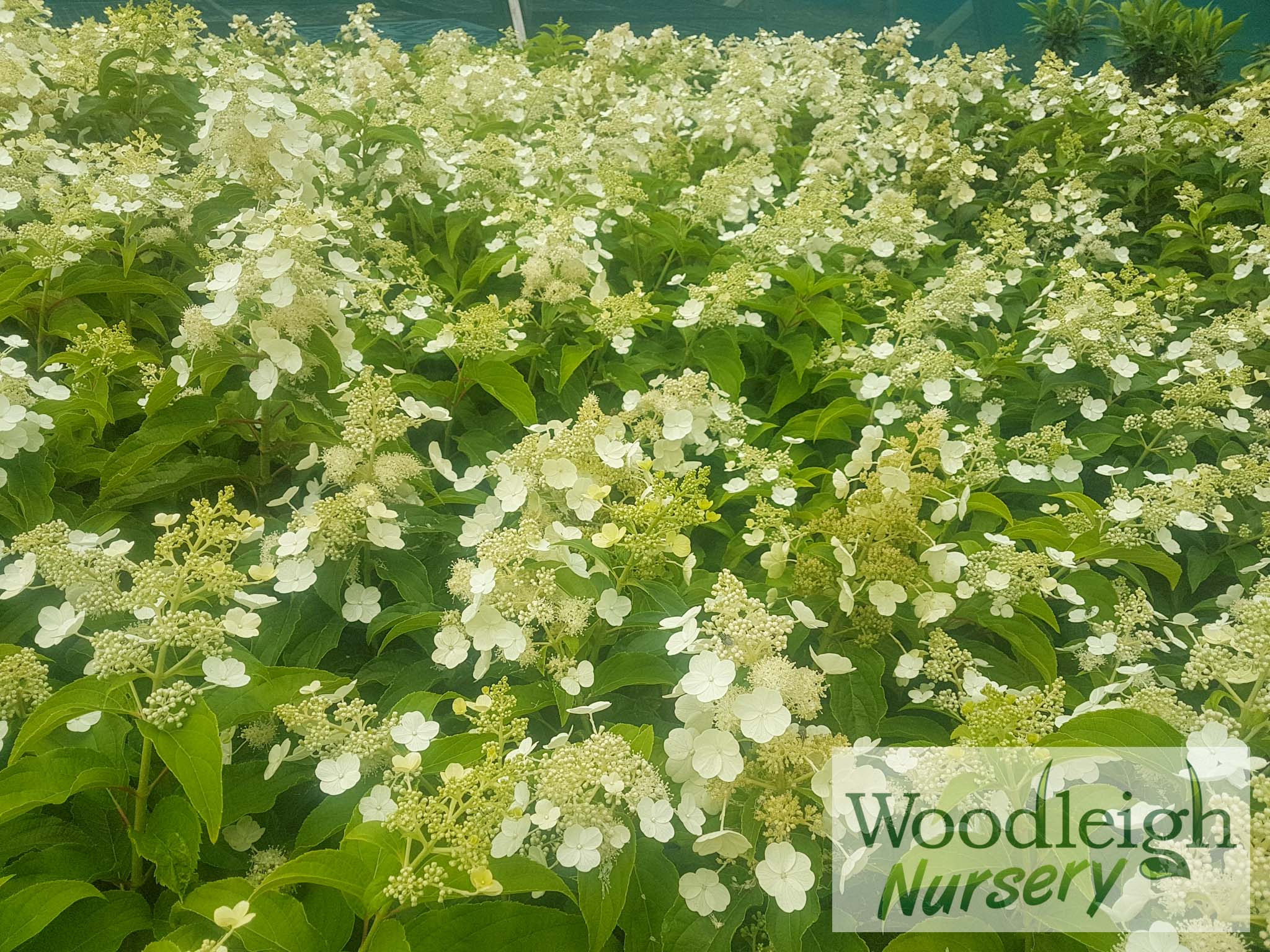 Hydrangea paniculata Kyushu