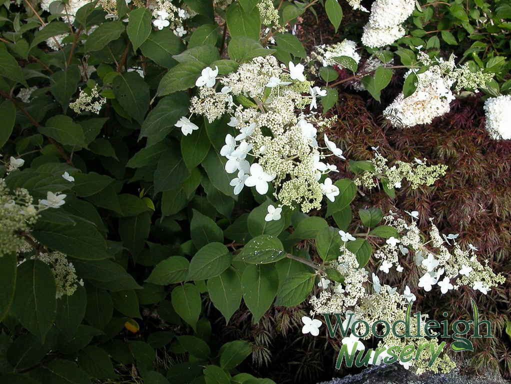 Hydrangea paniculata ssp velutina