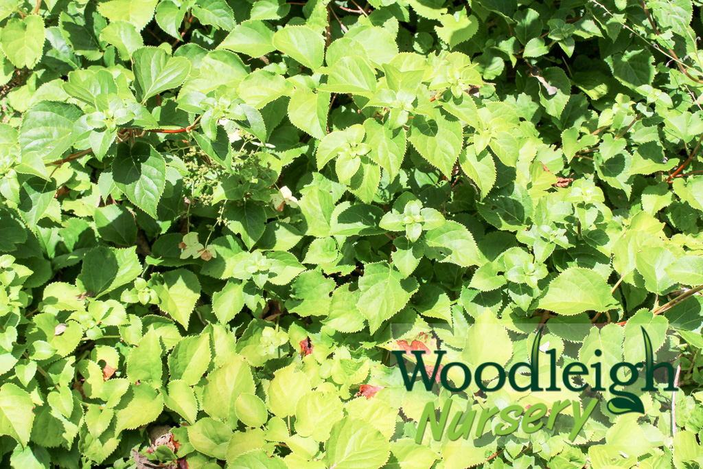 Hydrangea quelpartensis