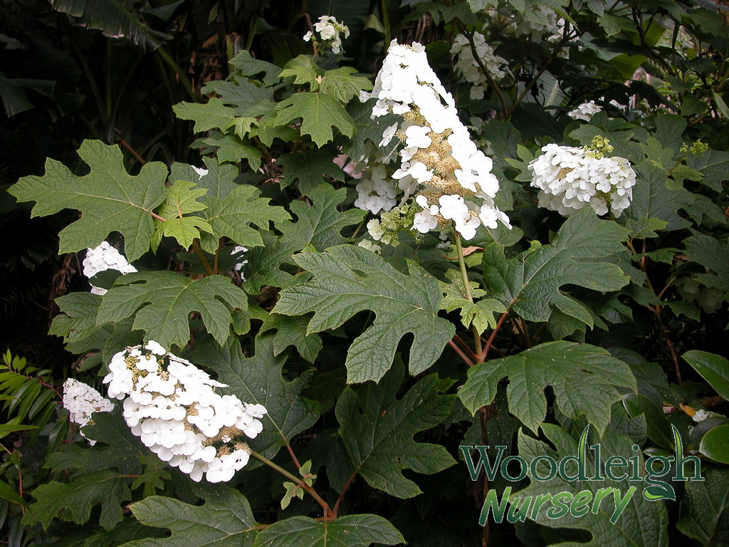 Hydrangea quercifolia Snow Queen