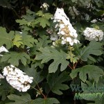 Hydrangea quercifolia Snow Queen