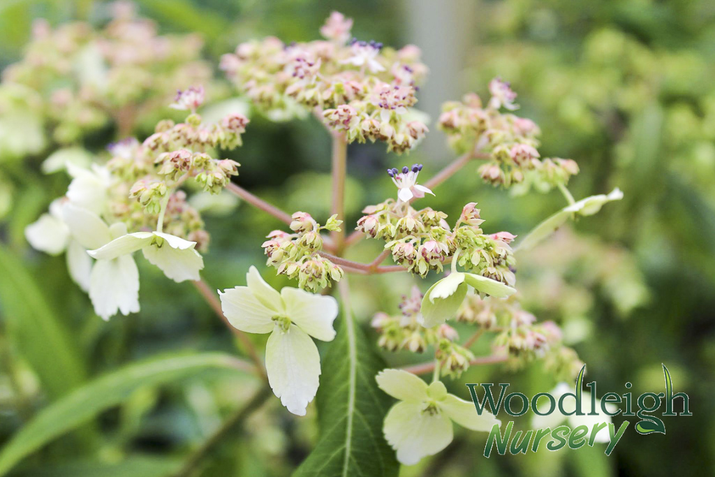 Hydrangea scandens