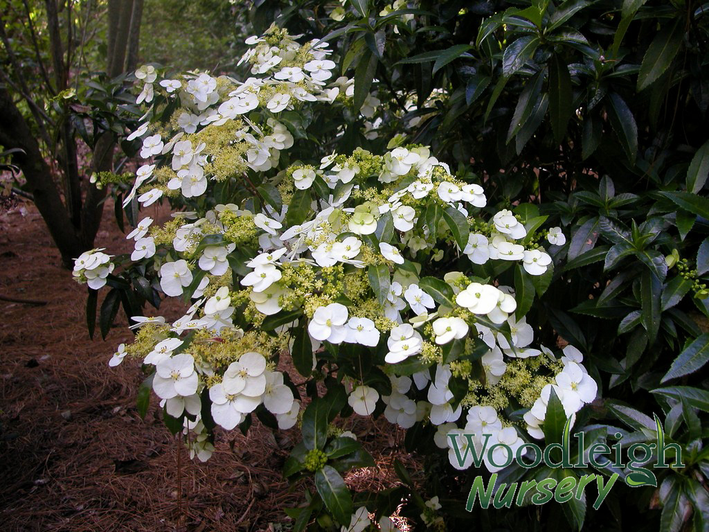 Hydrangea scandens ssp chinensis f. formosana (Taiwan)