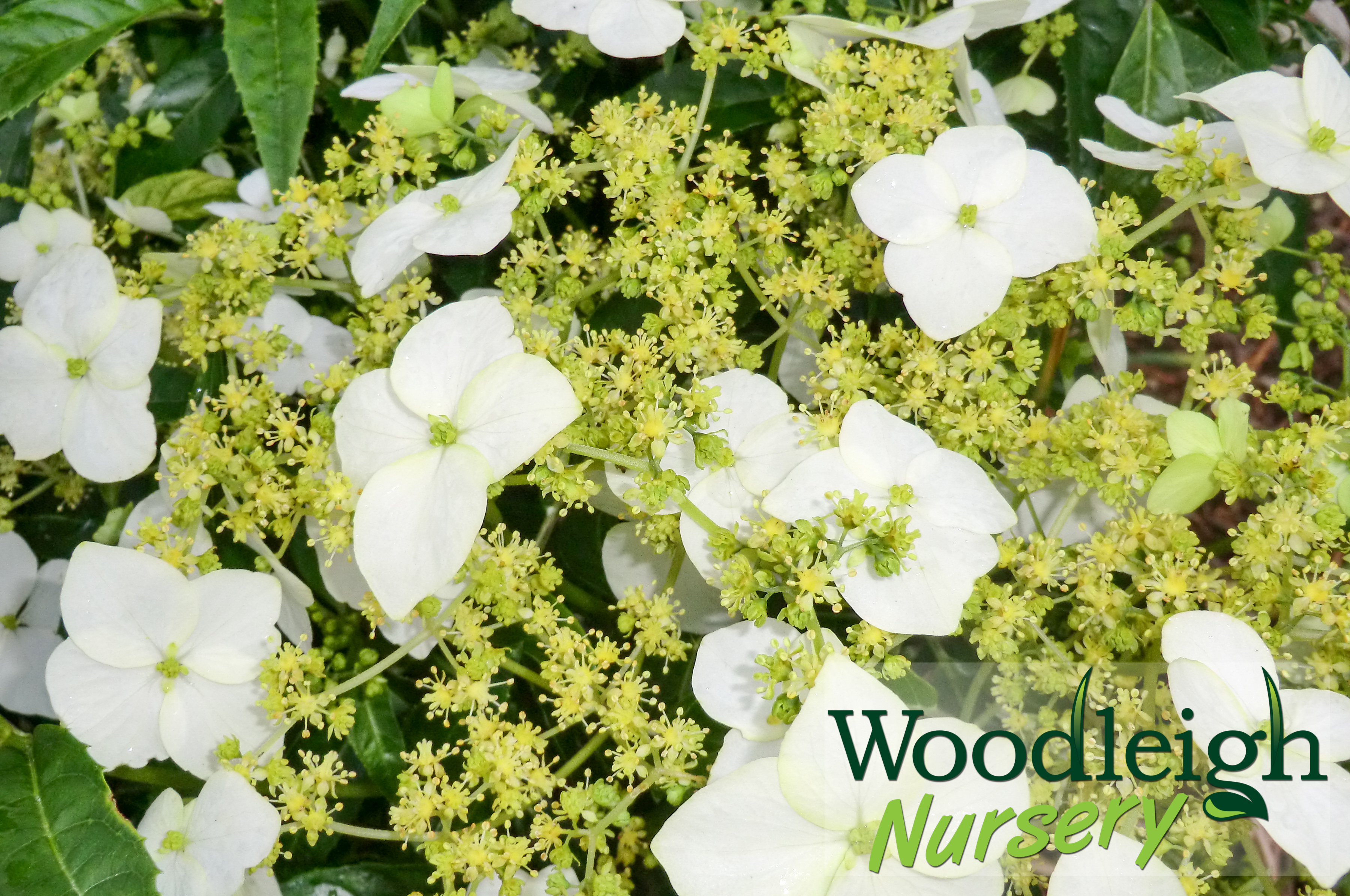 Hydrangea scandens ssp chinensis (Yunan)