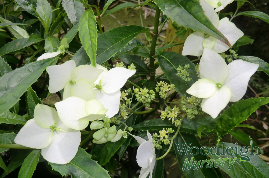Hydrangea scandens ssp chinensis (Yunan)
