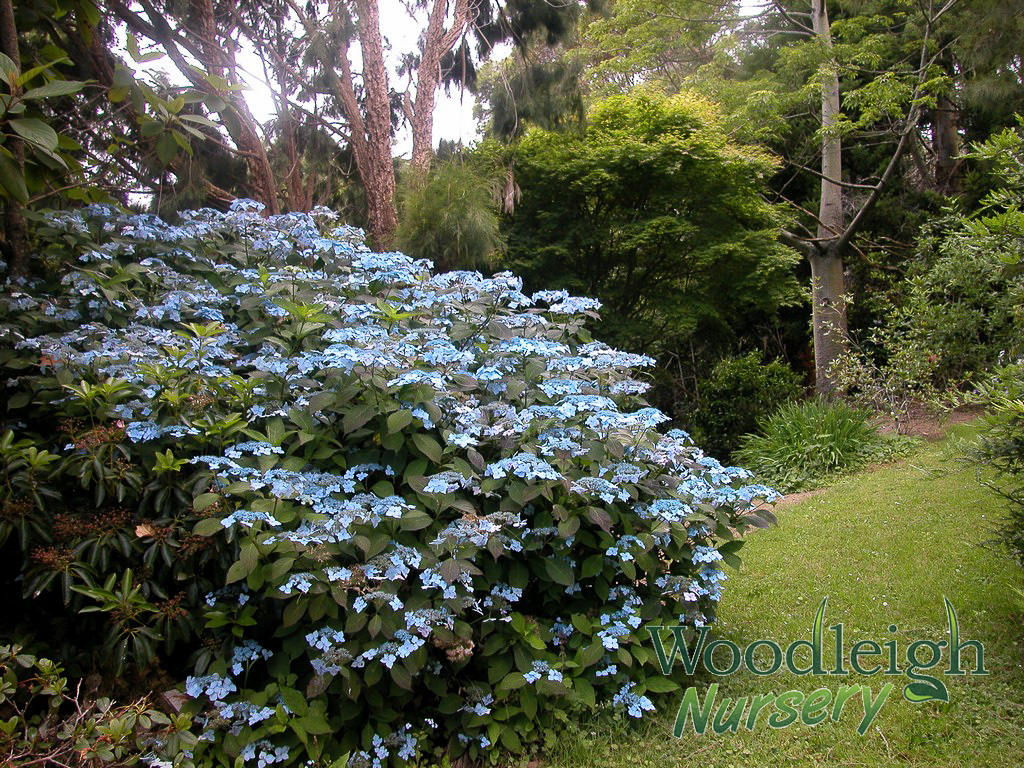 Hydrangea serrata Blue Deckle