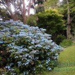 Hydrangea serrata Blue Deckle