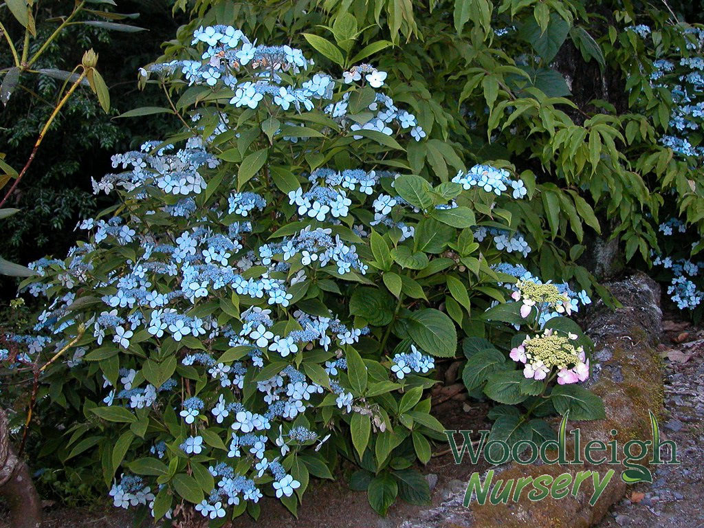 Hydrangea serrata Diadem