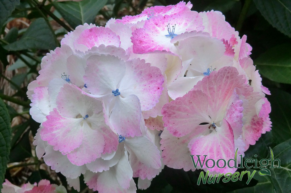 Hydrangea serrata Glyn Church
