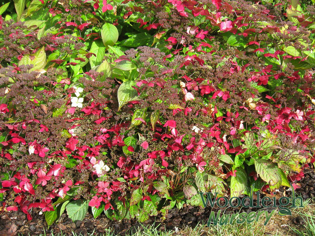 Hydrangea serrata Grayswood – autumn