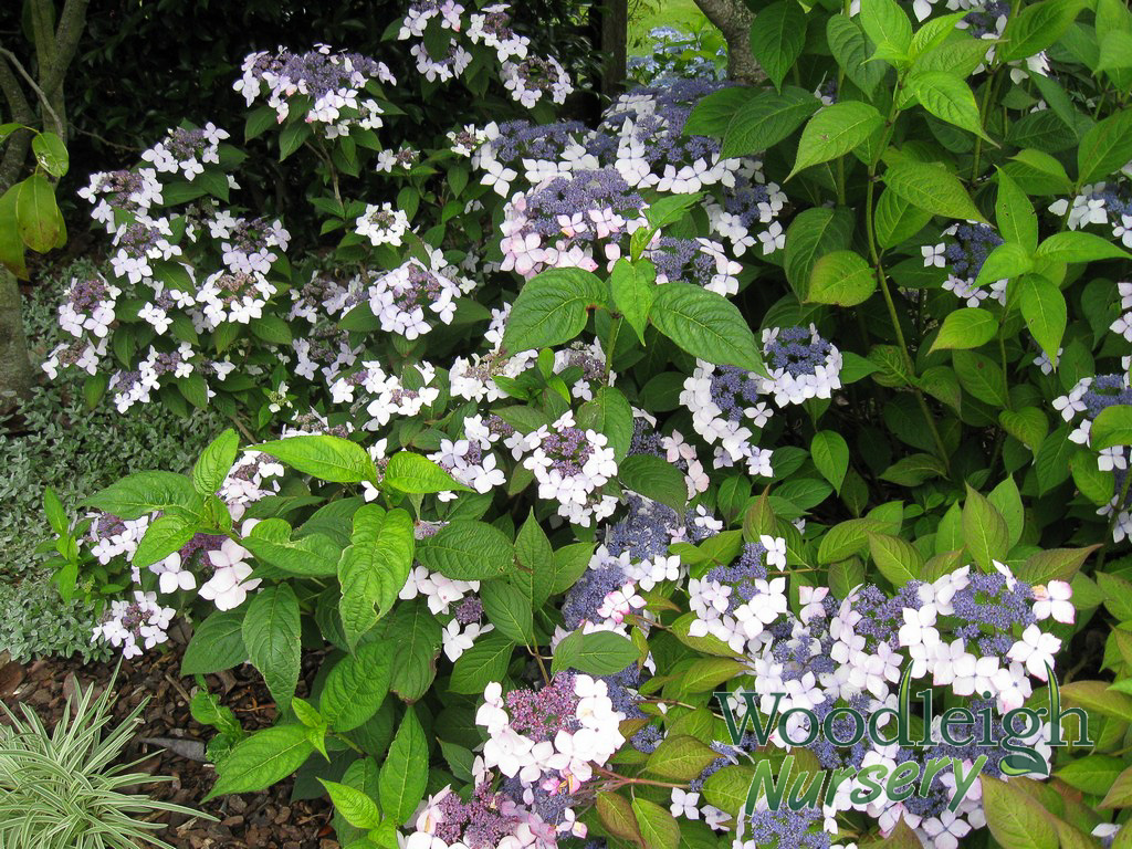 Hydrangea serrata Grayswood