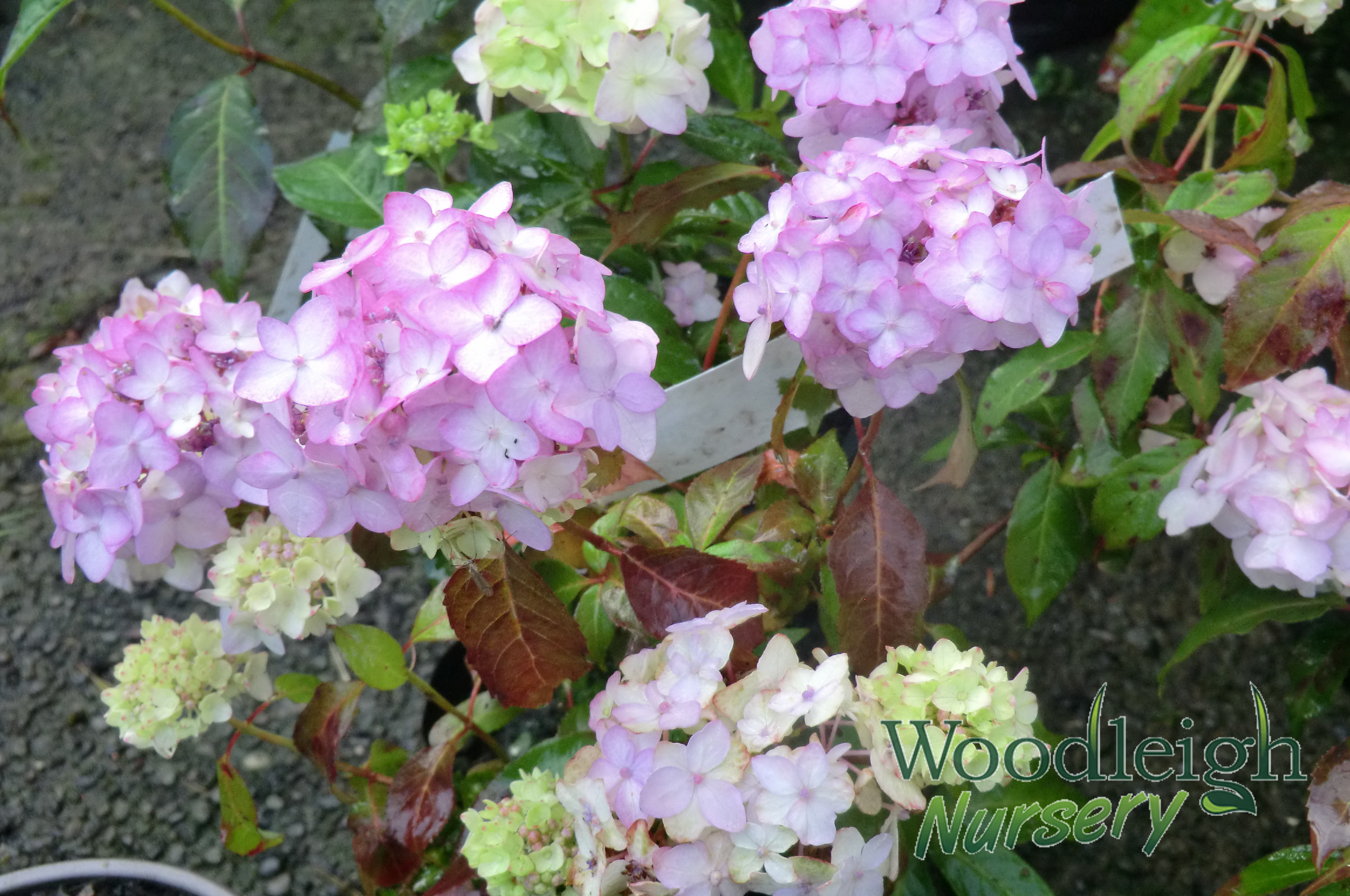 Hydrangea serrata Maiko