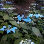 Hydrangea serrata Miyama-yae-Murasaki
