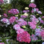 Hydrangea serrata Preziosa