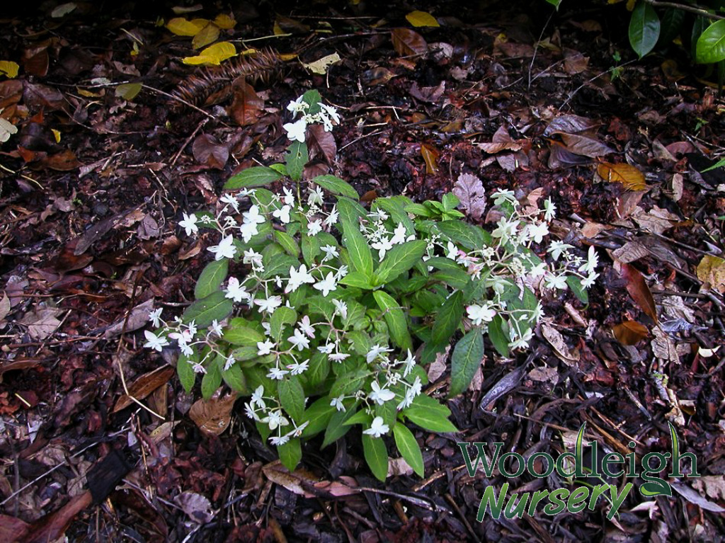 Hydrangea serrata Shirotae