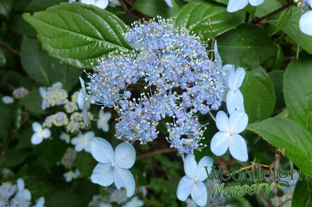 Hydrangea serrata Tiara