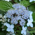 Hydrangea serrata Tiara