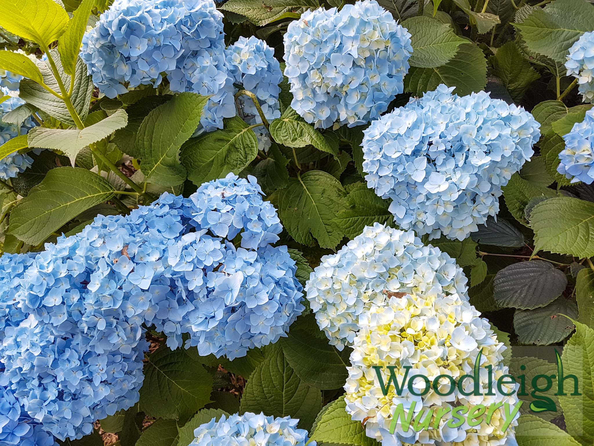 Hydrangea serrata Wryneck