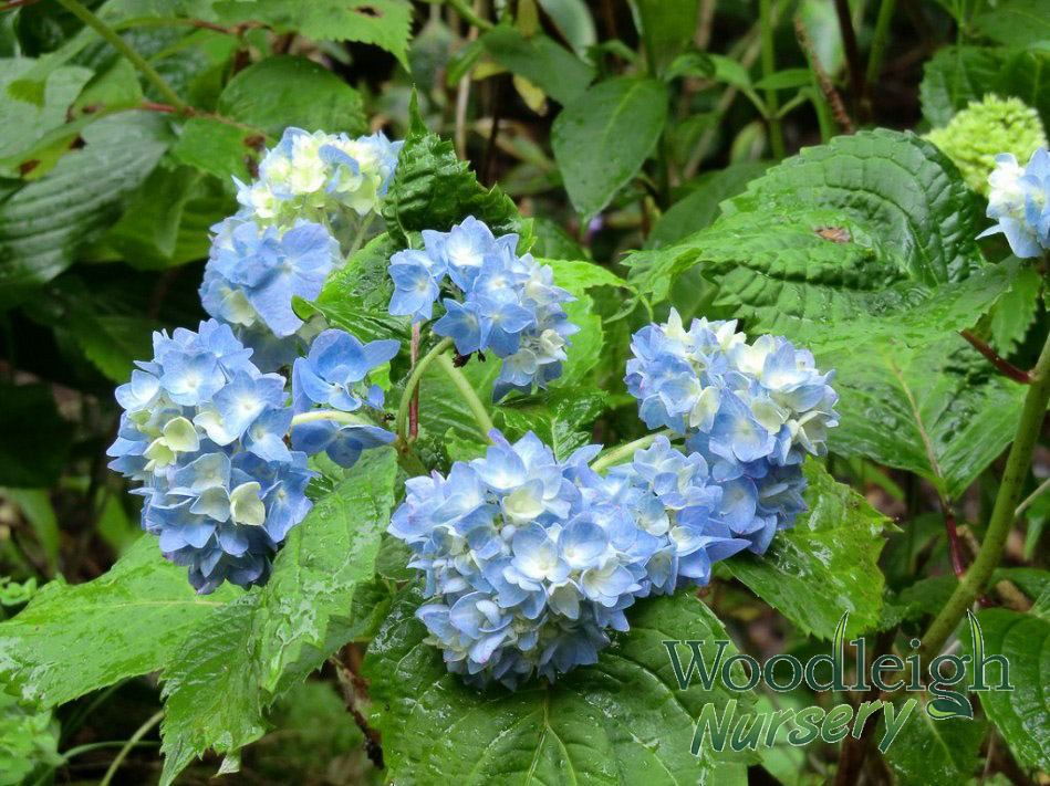 Hydrangea serrata Wryneck