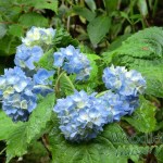 Hydrangea serrata Wryneck