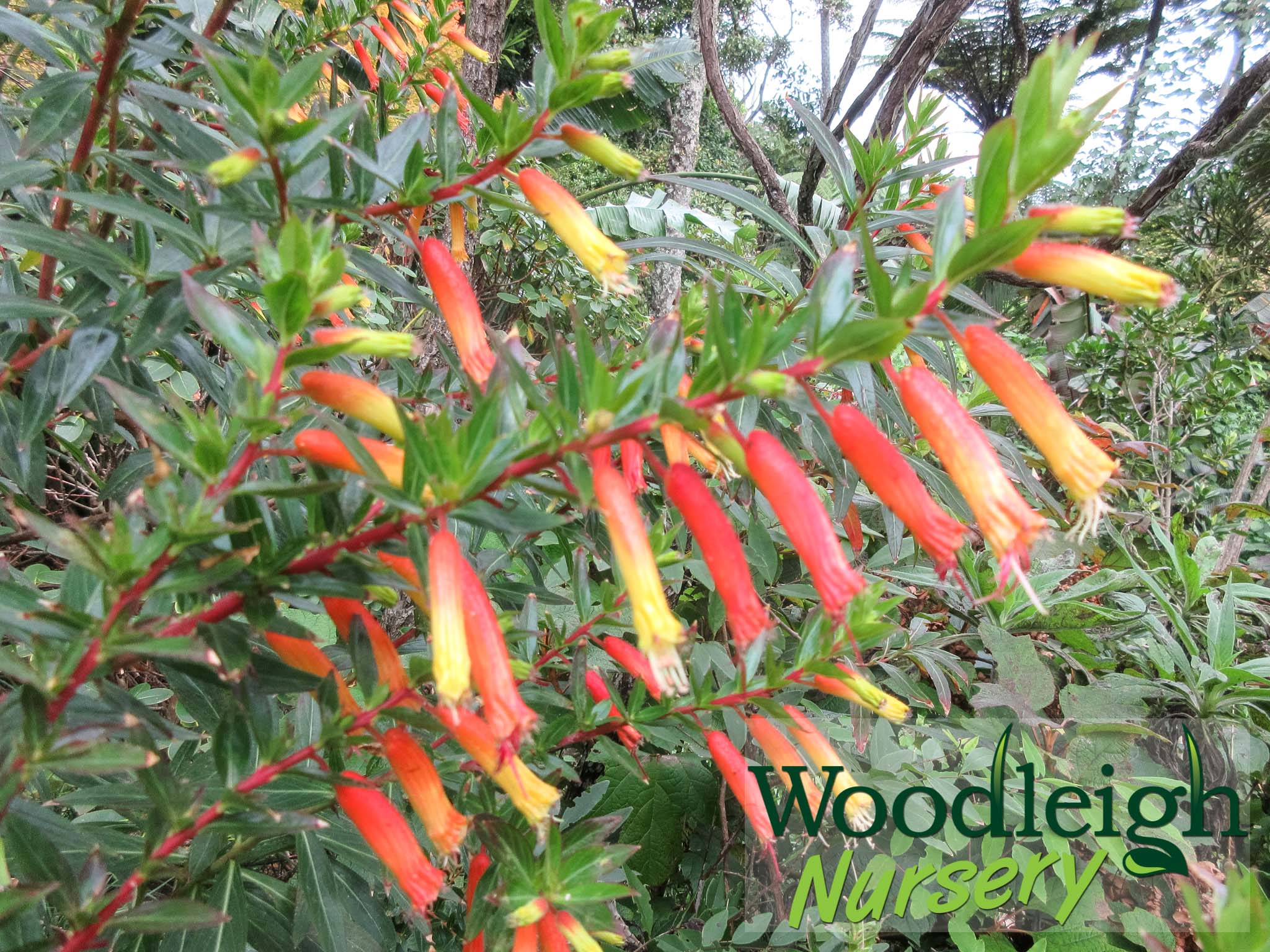 Lobellia laxifolia (Mexican Cardinal flower)