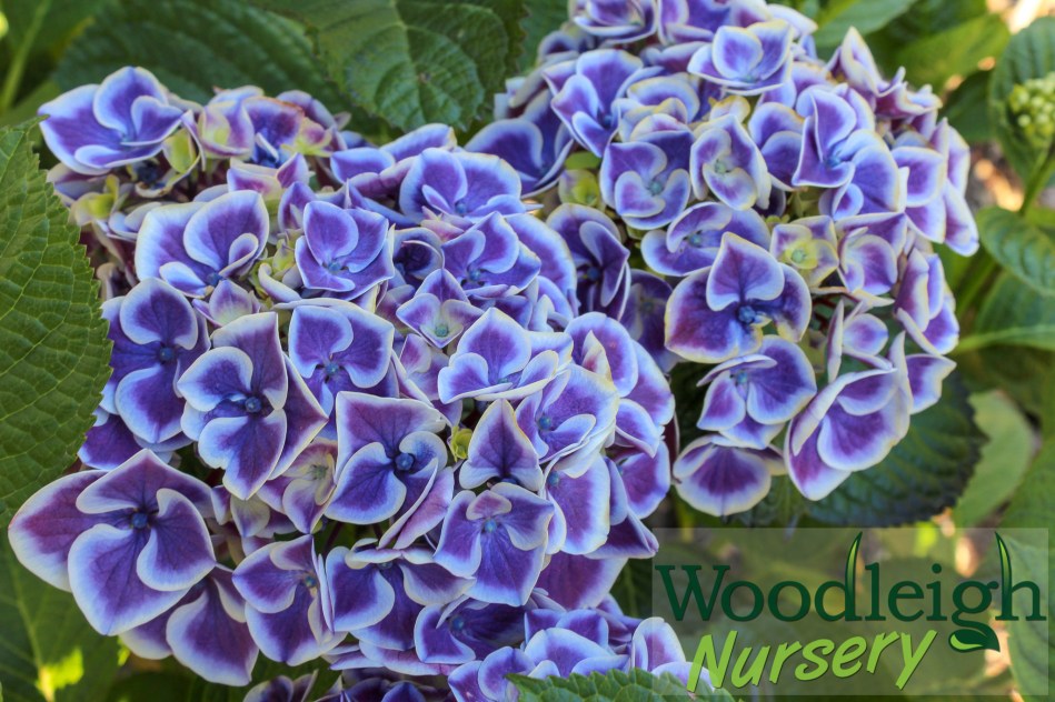 Hydrangea macrophylla Sensation (Harlequin)