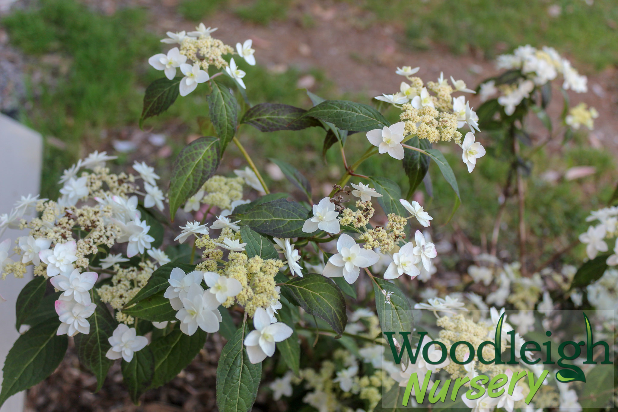 Hydrangea serrata Shirotae