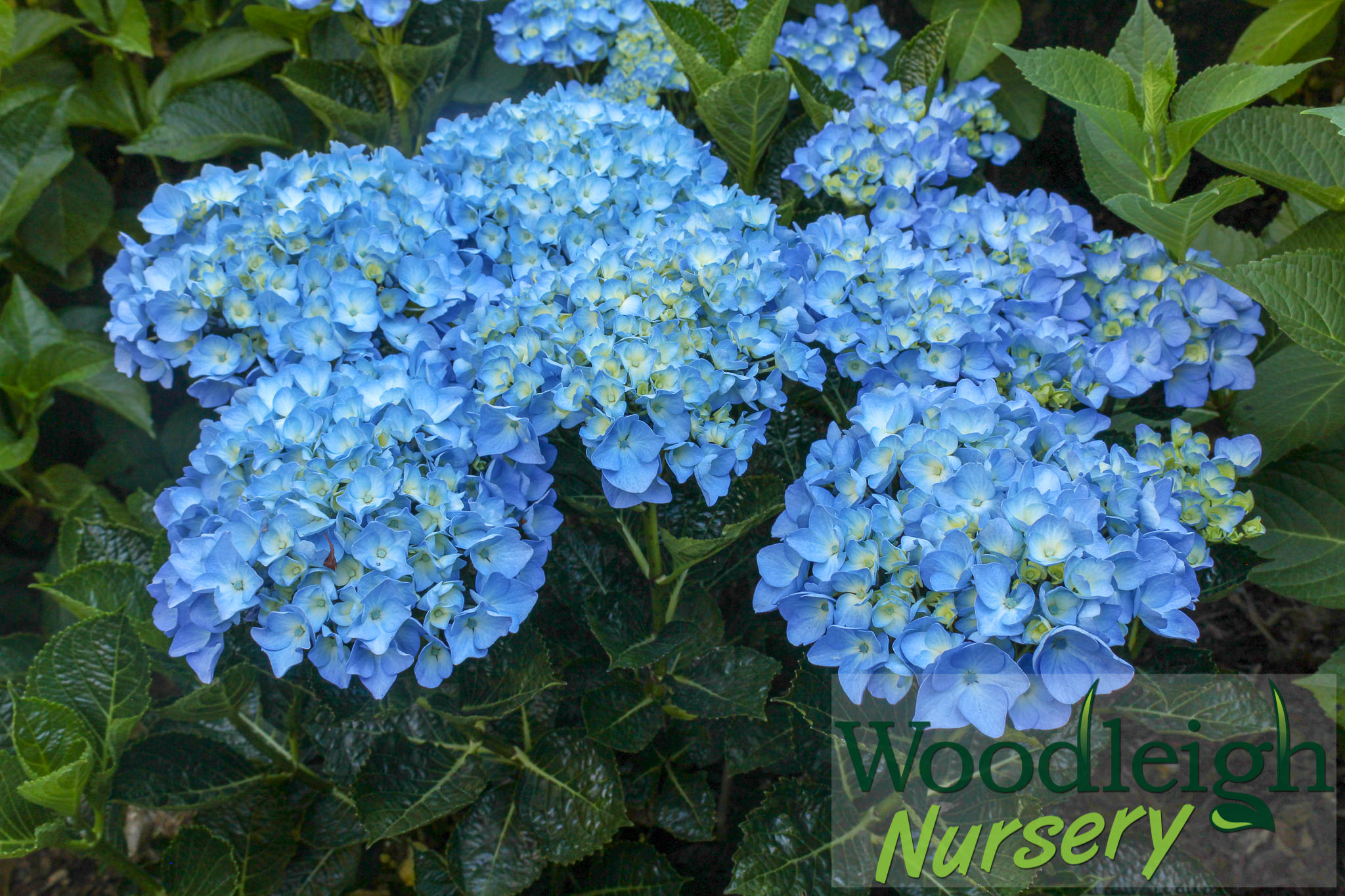  Hydrangea macrophylla Sparkling Sapphire