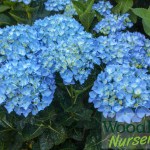 Hydrangea macrophylla Sparkling Sapphire