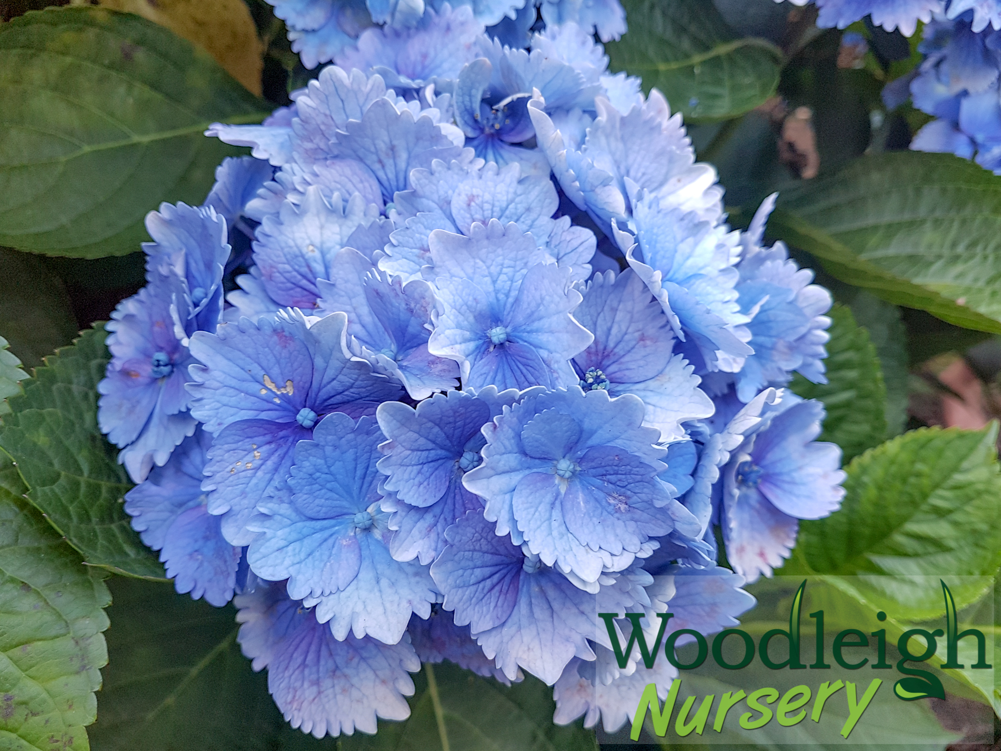 Hydrangea macrophylla Tosca