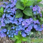 Hydrangea macrophylla Zaunkonig
