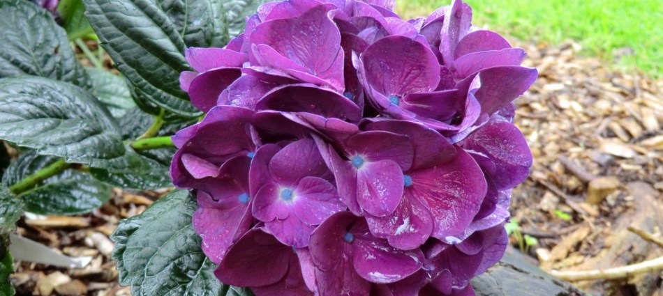 Hydrangea macrophylla Bloody Marvellous (Merveille Sanguine)