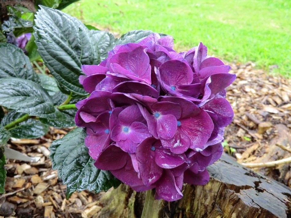 Hydrangea macrophylla Bloody Marvellous (Merveille Sanguine)