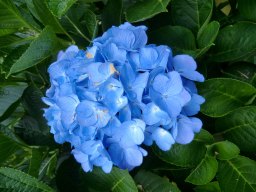 Hydrangea macrophylla Blue&nbsp;Diamond