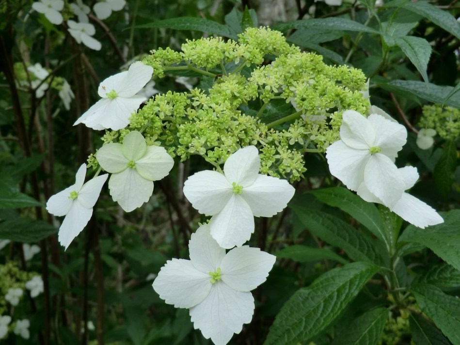 Hydrangea angustipetala (chingii)