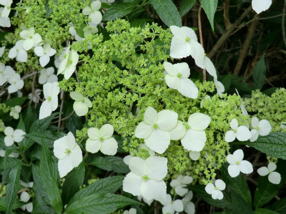 Hydrangea angustipetala (chingii)