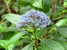 Dichroa Cambridge Blue