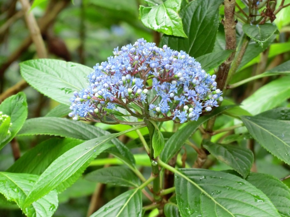 Dichroa Cambridge Blue