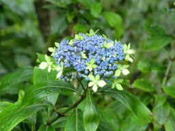 Dichroa Summer Skies