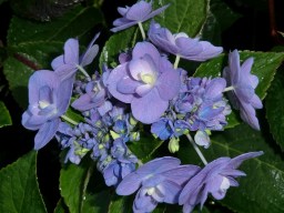 Hydrangea macrophylla Eternity&nbsp;(PVR)