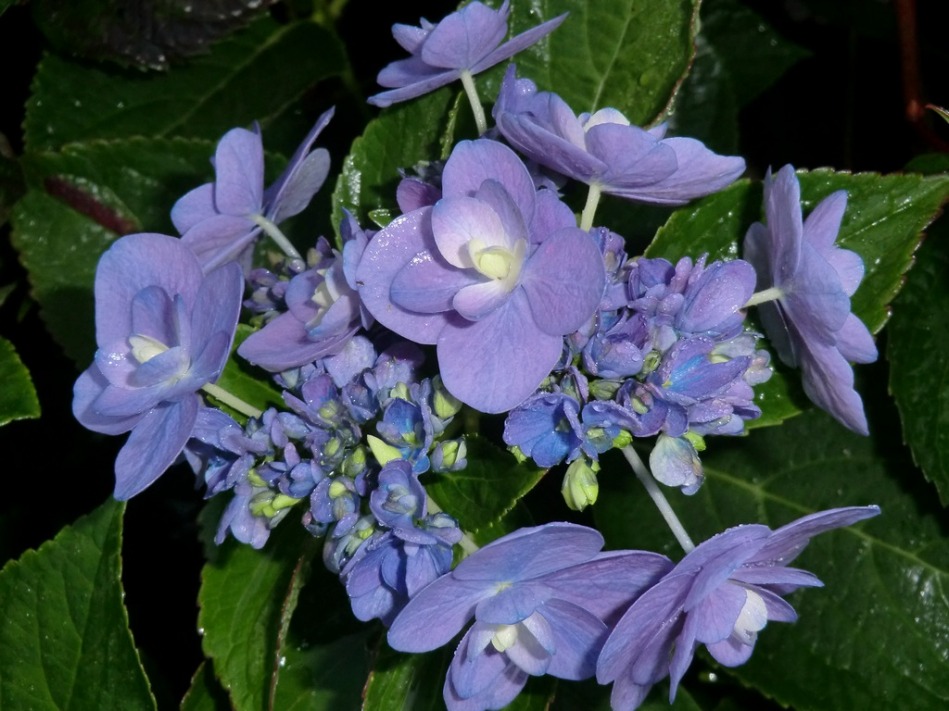 Hydrangea macrophylla Eternity (PVR)