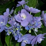 Hydrangea macrophylla Eternity (PVR)