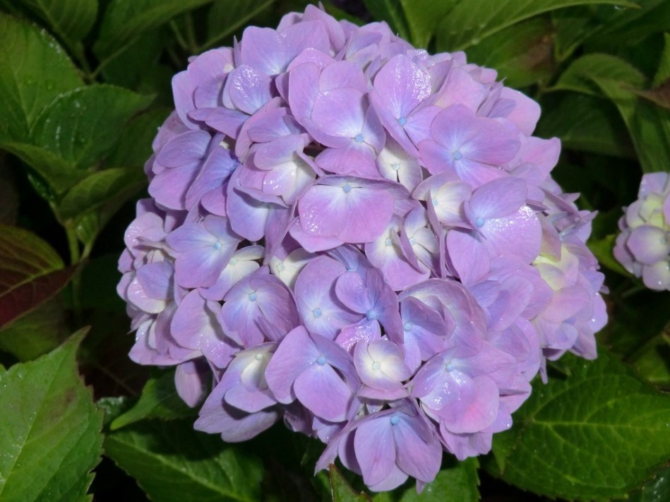 Hydrangea macrophylla Gartenbaudirektor Kuhnert
